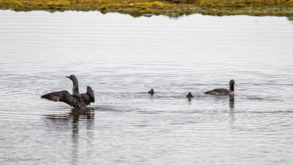 OTL06-25, Day 2, IMG_9506 © Koen Jongerling - Oceanwide Expeditions.jpg