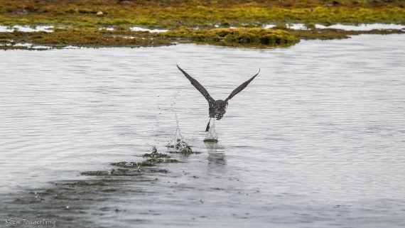 OTL06-25, Day 2, IMG_9509 © Koen Jongerling - Oceanwide Expeditions.jpg