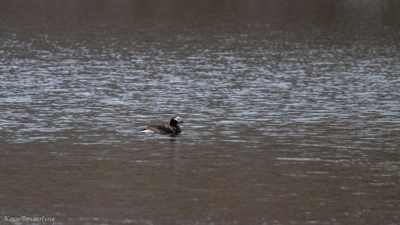 OTL06-25, Day 2, IMG_9517 © Koen Jongerling - Oceanwide Expeditions.jpg