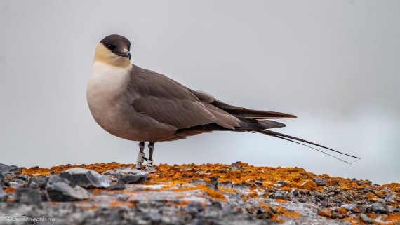 OTL06-25, Day 2, IMG_9533 © Koen Jongerling - Oceanwide Expeditions.jpg