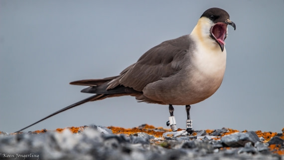 OTL06-25, Day 2, IMG_9536 © Koen Jongerling - Oceanwide Expeditions.jpg