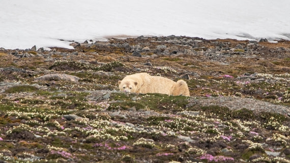 OTL06-25, Day 3, IMG_9544 © Koen Jongerling - Oceanwide Expeditions.jpg