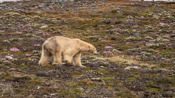 OTL06-25, Day 3, IMG_9553 © Koen Jongerling - Oceanwide Expeditions.jpg
