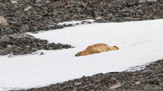 OTL06-25, Day 3, IMG_9574 © Koen Jongerling - Oceanwide Expeditions.jpg