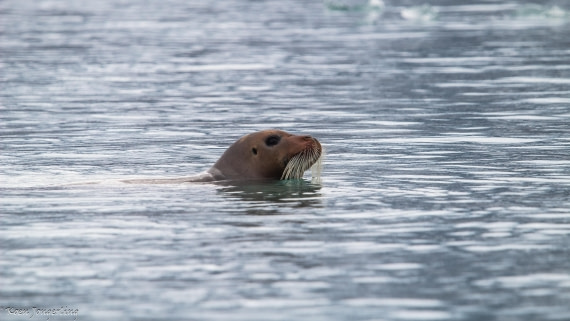 OTL06-25, Day 3, IMG_9594 © Koen Jongerling - Oceanwide Expeditions.jpg