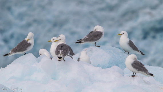 OTL06-25, Day 3, IMG_9606 © Koen Jongerling - Oceanwide Expeditions.jpg