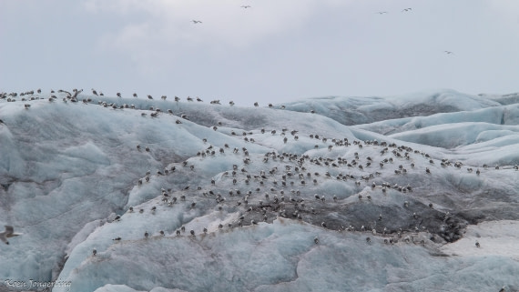 OTL06-25, Day 3, IMG_9633 © Koen Jongerling - Oceanwide Expeditions.jpg