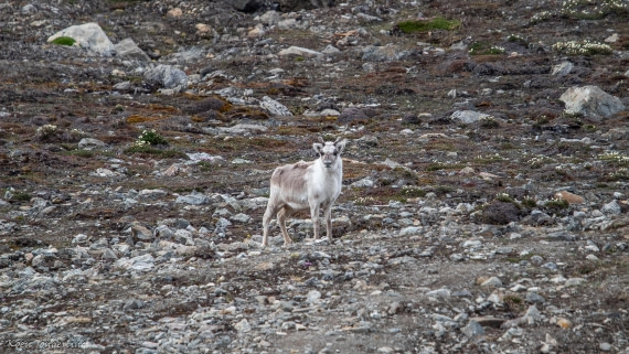 OTL06-25, Day 3, IMG_9643 © Koen Jongerling - Oceanwide Expeditions.jpg