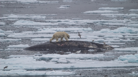 OTL06-25, Day 4, IMG_9686 © Koen Jongerling - Oceanwide Expeditions.jpg