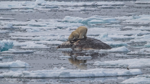 OTL06-25, Day 4, IMG_9719 © Koen Jongerling - Oceanwide Expeditions.jpg