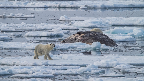 OTL06-25, Day 4, IMG_9733 © Koen Jongerling - Oceanwide Expeditions.jpg