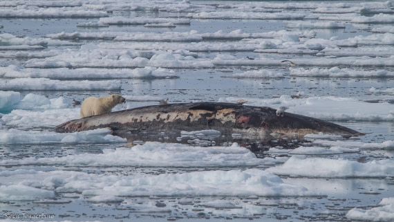 OTL06-25, Day 4, IMG_9744 © Koen Jongerling - Oceanwide Expeditions.jpg