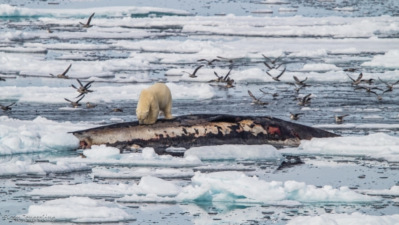 OTL06-25, Day 4, IMG_9762 © Koen Jongerling - Oceanwide Expeditions.jpg