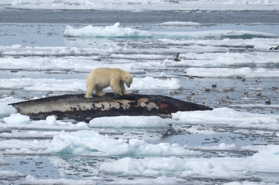 OTL06-25, Day 4, Polar Bear on Sperm Whale carcass - 06-07-25 © Unknown photographer - Oceanwide Expeditions.JPG