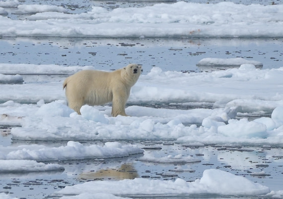 OTL06-25, Day 4, Polar Bear2 - 06-07-25 © Unknown photographer - Oceanwide Expeditions.JPG