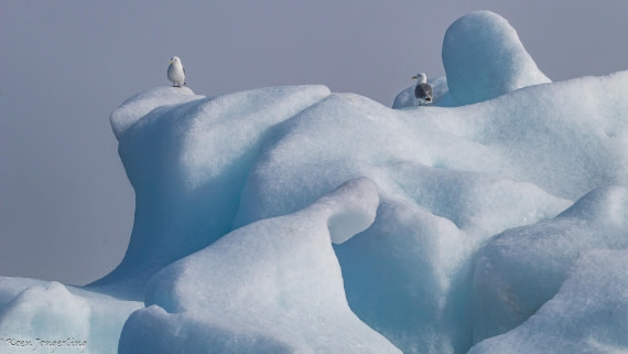 OTL06-25, Day 5, IMG_9806 © Koen Jongerling - Oceanwide Expeditions.jpg