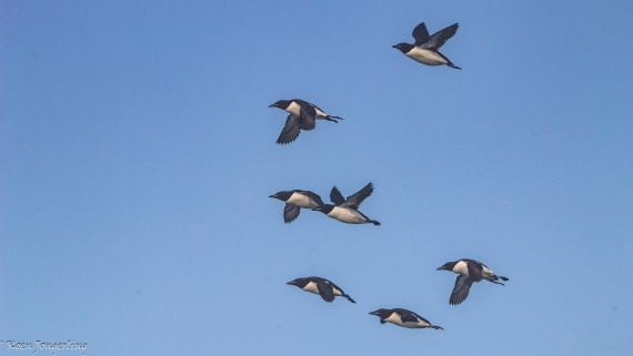 OTL06-25, Day 5, IMG_9809 © Koen Jongerling - Oceanwide Expeditions.jpg