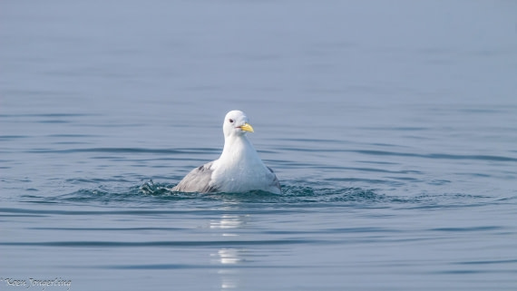 OTL06-25, Day 5, IMG_9810 © Koen Jongerling - Oceanwide Expeditions.jpg