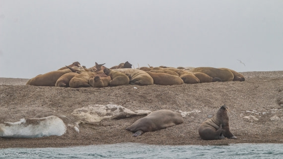 OTL06-25, Day 5, IMG_9823 © Koen Jongerling - Oceanwide Expeditions.jpg