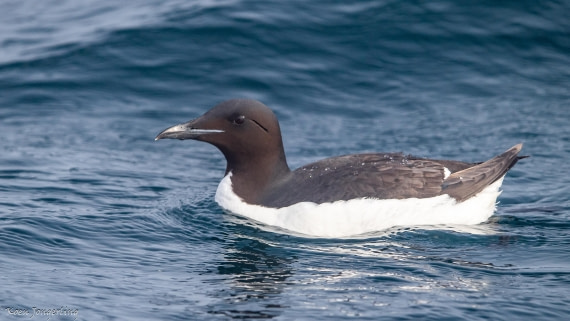 OTL06-25, Day 5, IMG_9843 © Koen Jongerling - Oceanwide Expeditions.jpg