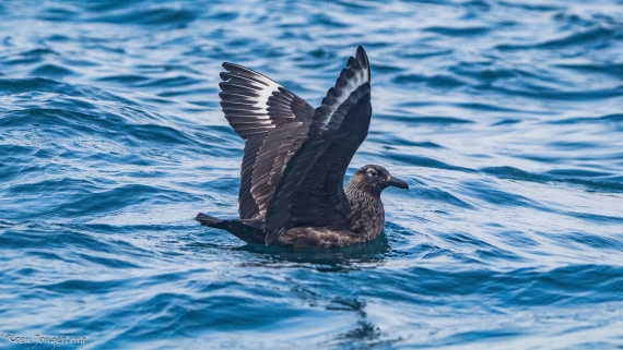 OTL06-25, Day 5, IMG_9861 © Koen Jongerling - Oceanwide Expeditions.jpg