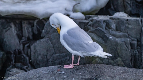 OTL06-25, Day 5, IMG_9867 © Koen Jongerling - Oceanwide Expeditions.jpg