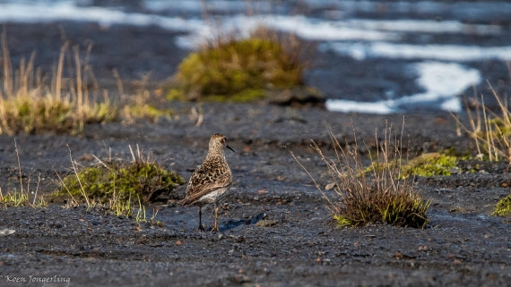 OTL06-25, Day 6, IMG_9874 © Koen Jongerling - Oceanwide Expeditions.jpg