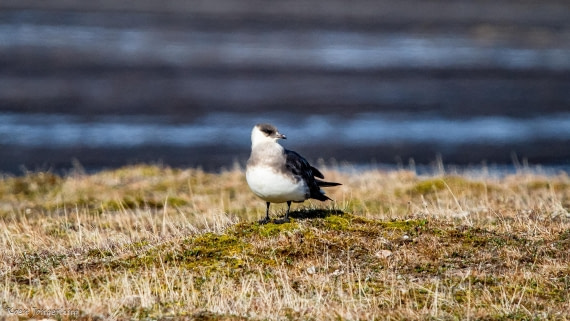 OTL06-25, Day 6, IMG_9880 © Koen Jongerling - Oceanwide Expeditions.jpg