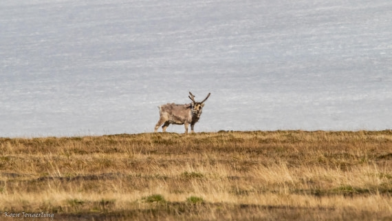 OTL06-25, Day 6, IMG_9883 © Koen Jongerling - Oceanwide Expeditions.jpg