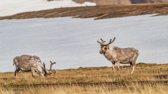 OTL06-25, Day 6, IMG_9891 © Koen Jongerling - Oceanwide Expeditions.jpg