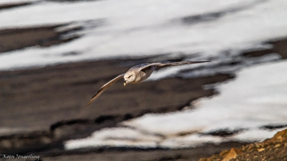 OTL06-25, Day 6, IMG_9909 © Koen Jongerling - Oceanwide Expeditions.jpg