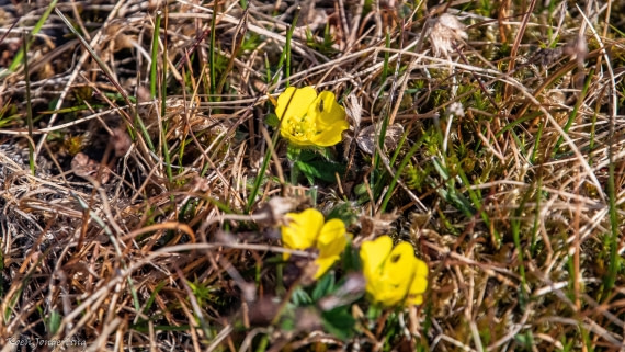 OTL06-25, Day 6, IMG_9911 © Koen Jongerling - Oceanwide Expeditions.jpg