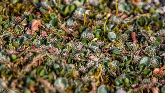 OTL06-25, Day 6, IMG_9913 © Koen Jongerling - Oceanwide Expeditions.jpg