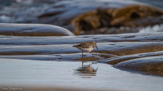 OTL06-25, Day 6, IMG_9928 © Koen Jongerling - Oceanwide Expeditions.jpg