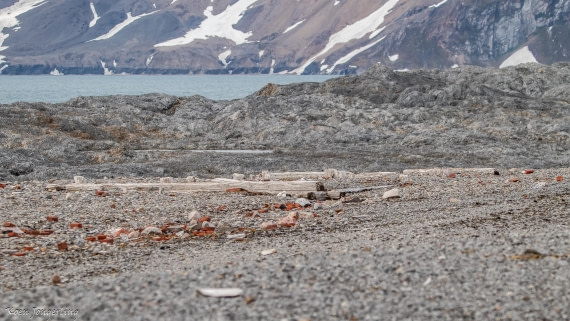 OTL06-25, Day 7, IMG_9942 © Koen Jongerling - Oceanwide Expeditions.jpg