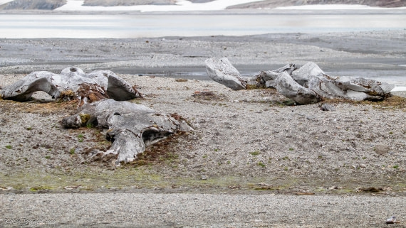 OTL06-25, Day 7, IMG_9946 © Koen Jongerling - Oceanwide Expeditions.jpg