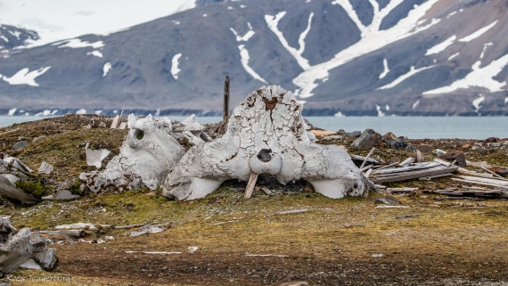 OTL06-25, Day 7, IMG_9948 © Koen Jongerling - Oceanwide Expeditions.jpg