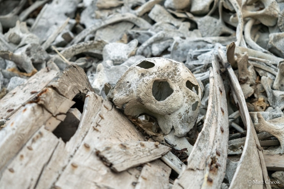 OTL06-25, Day 8, Matt Cheok - Day 8 - Bamsebu, Varsolbukta-2 © Matt Cheok - Oceanwide Expeditions.jpg