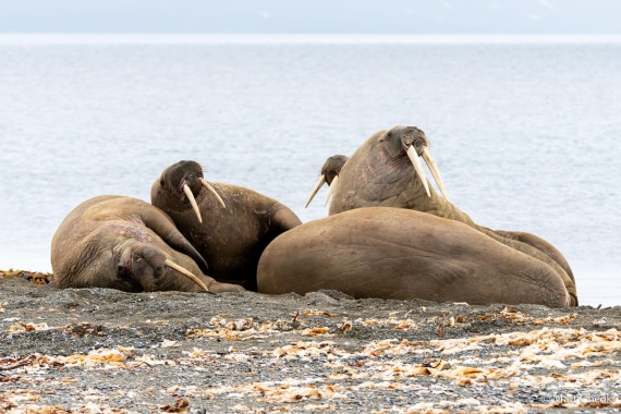 OTL06-25, Day 9, Matt Cheok - Day 9, Poolepynten, Alkhornet-2 © Matt Cheok - Oceanwide Expeditions.jpg
