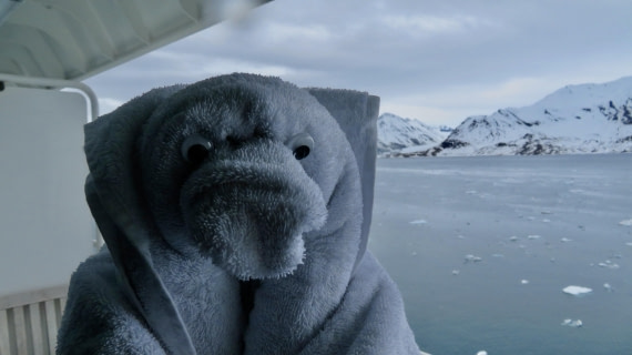 Where is the polar bear