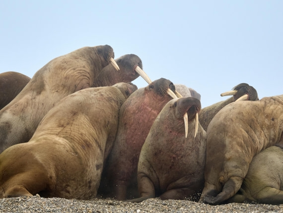 Walruses in the fog