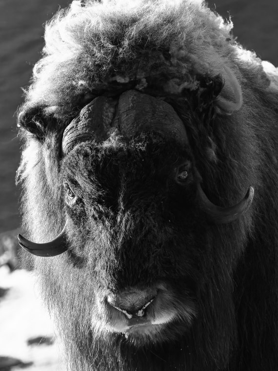 musk ox portrait