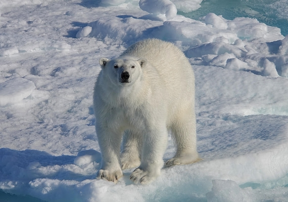 Eisbär in Svalbard