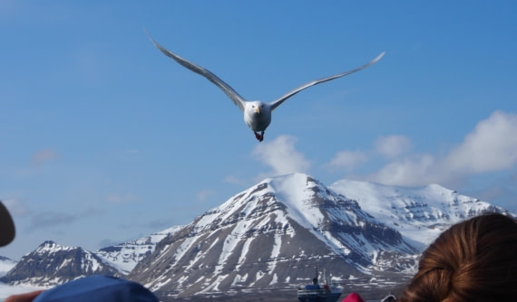 Bird-Attact_2025-06-27