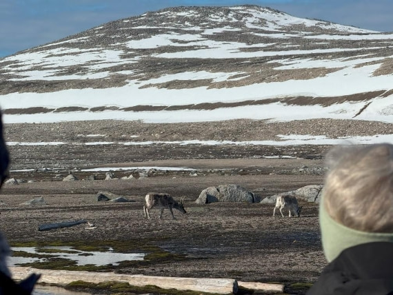 PLA07-25, Day 4, Reindeer © Unknown photographer - Oceanwide Expeditions.jpg