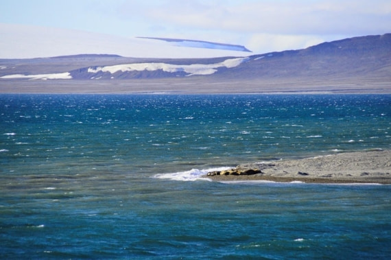 PLA07-25, Day 6, Walrus © Unknown photographer - Oceanwide Expeditions.jpg
