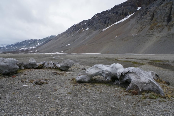PLA07-25, Day 8, Whale bones © Unknown photographer - Oceanwide Expeditions.jpg