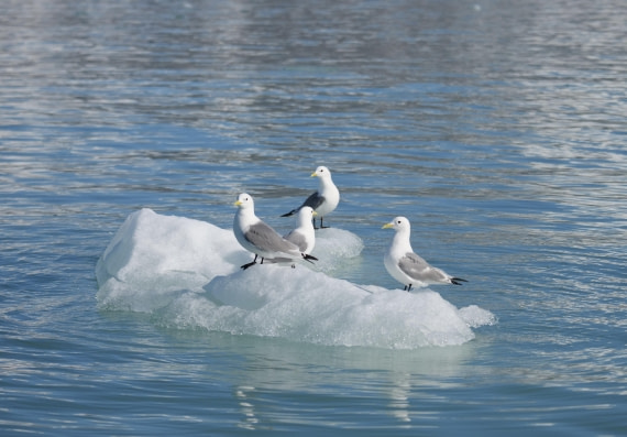 OTL07-25, Day 3, IMG_0988 © Unknown photographer - Oceanwide Expeditions.JPG
