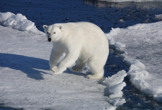 Eisbär