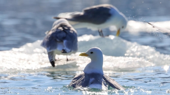 OTL08-25, Day 2, Picture3 © Unknown photographer - Oceanwide Expeditions.jpg